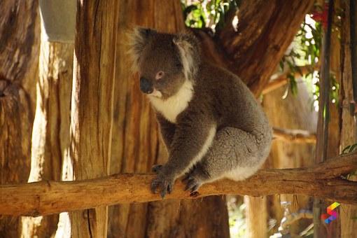 Define Arboreal, Arboreal Meaning, Arboreal Examples, Arboreal Synonyms, Arboreal Images, Arboreal Vernacular, Arboreal Usage, Arboreal Rootwords | SmartVocab Define Arboreal, Arboreal Meaning, Arboreal Examples, Arboreal Synonyms, Arboreal Images, Arboreal Vernacular, Arboreal Usage, Arboreal Rootwords | SmartVocab