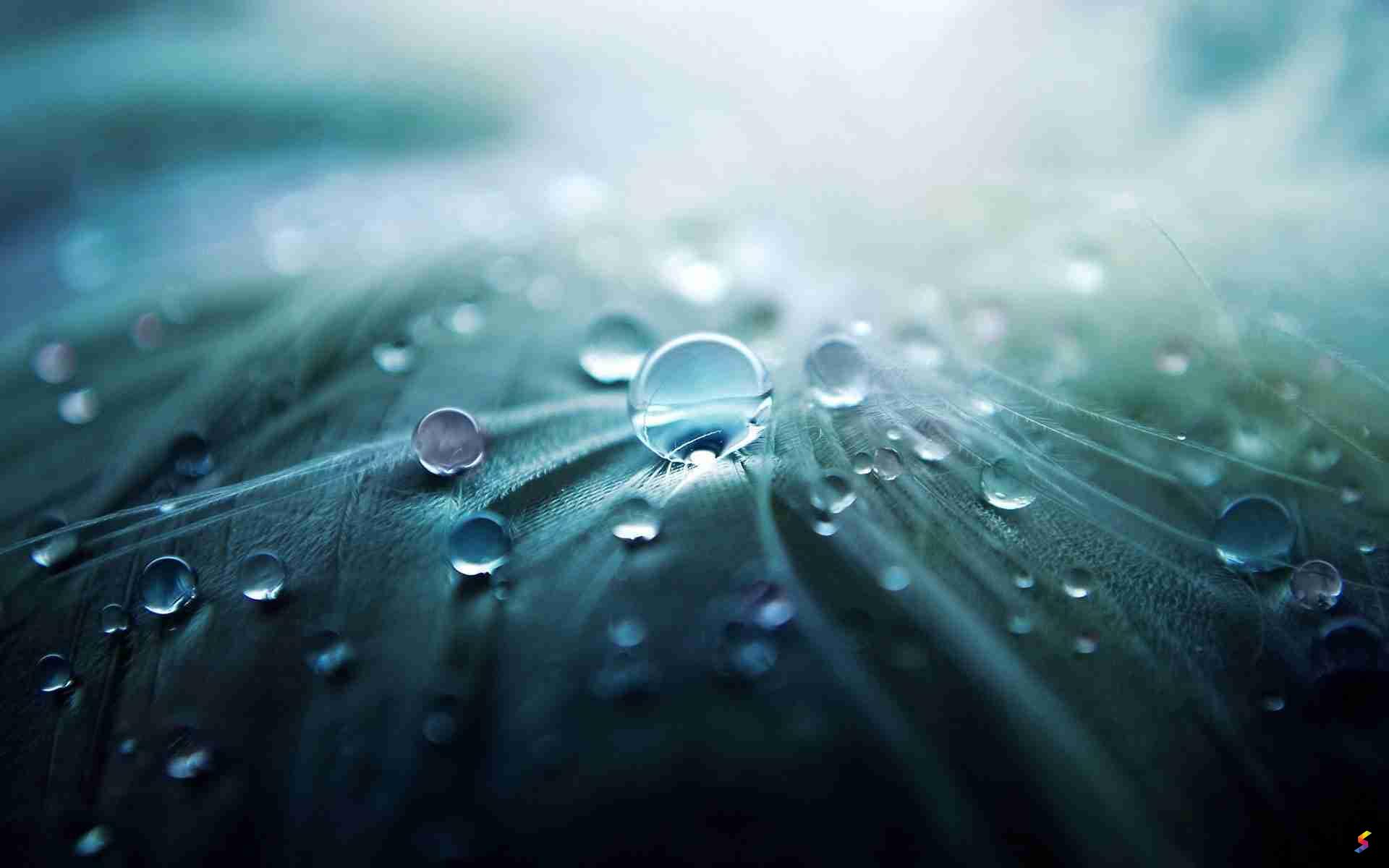 Dew Example Define Dew, Dew Meaning, Dew Examples, Dew Synonyms, Dew Images, Dew ...